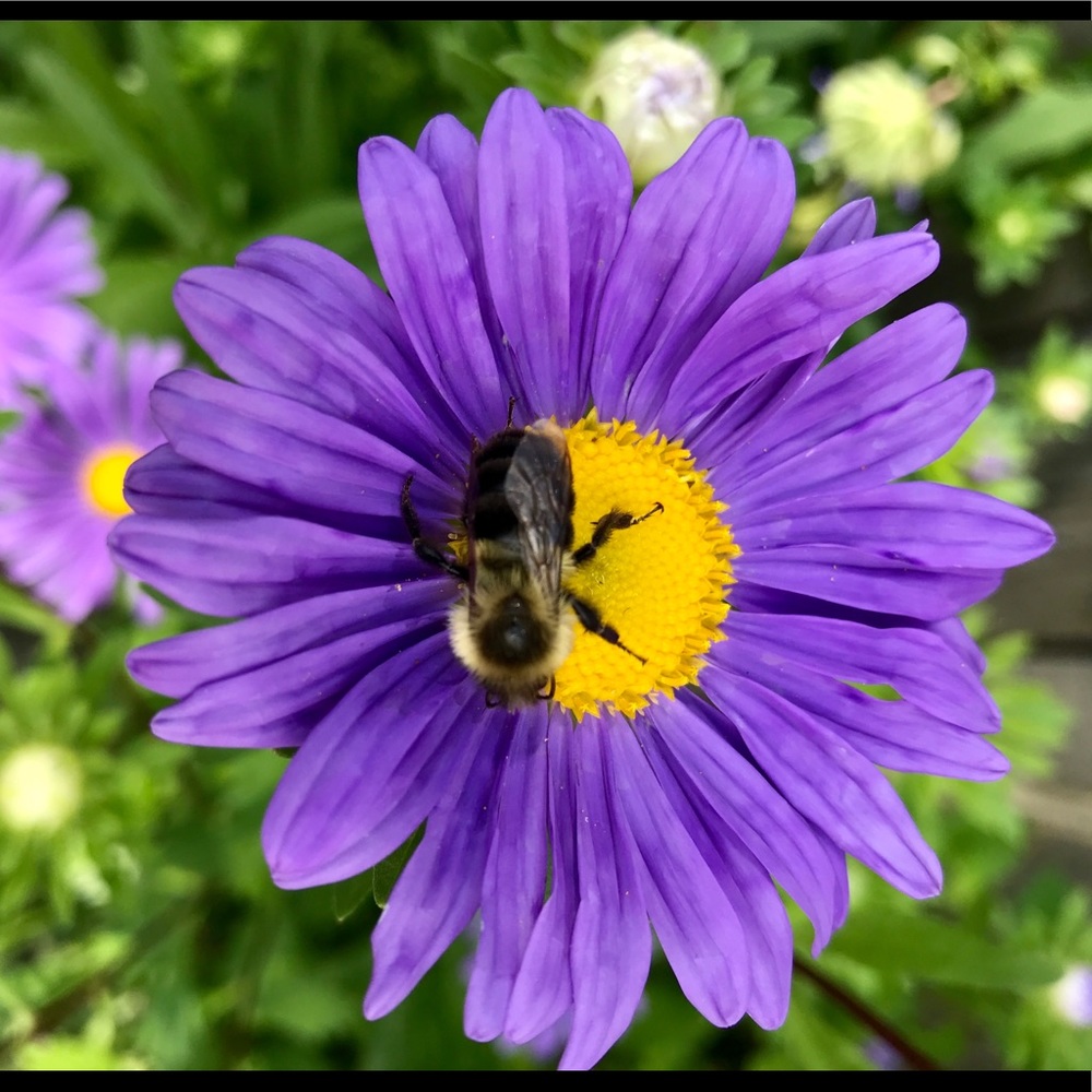 Meet your Posher, Sharon